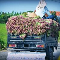 kalimat-kalimat-mutiara-kocak-pada-truk-trailer-angkot-pelampiasan-para-supir