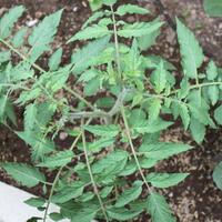 vegetable-lovers---official-thread---part-3