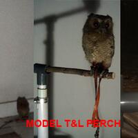 thread-khusus-burung-hantu-owl-kaskus---part-4