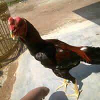 pet-lovers--1758-yang-hobi-meliharo-binatang-hewan-kumpul-disini-yeee-1758