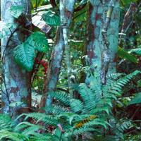 kamuflase-binatang-level-dewa