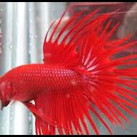 mahluk-aneh-ditemukan-di-berbagai-tempat-di-indonesia