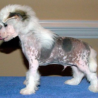 hewan-aneh-bikin-takut-warga