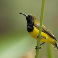 sharepecinta-kenari--jenis-finch-lain-blackthroat-engasr-mozambik-kumpul-disini---part-1