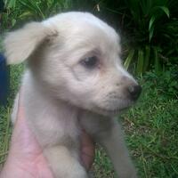 ask--ada-yang-tau-ini-anjing-jenis-apa-d