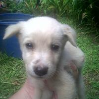 anjing-kampung-mongrel-mix-breed-campuran-silangan-lover039s---part-2