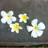 plumeria