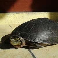 all-about-box-turtle-family