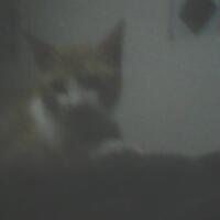 lounge-formil--gombalhok-si-thrombophob-kembali-siapa-lagi-mau-turun-gunung---part-1