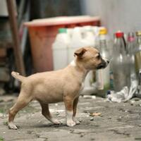 thread-hibah-adopsi-peliharaan-dan-kehilangan---part-2