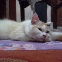 erye-community966896689668175817588801-cat-lover-regional-yogyakarta-new-home-base880117581758-965896589658