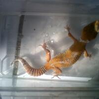 9788new-ask-about-leopard-gecko9788