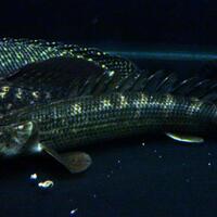 polypterus-aka-palmas-lounge-part-ii-ask-sharing--post-your-bichir-here---part-1