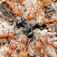 foto-foto-makro-pertempuran-antar-semut