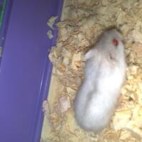 new-hamster-lovers---part-2