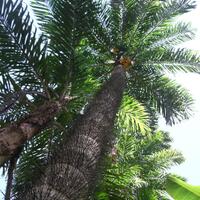 inilah-7-jenis-pohon-yang-tidak-bisa-dipanjat--bisa-manjat-jago--d-pic