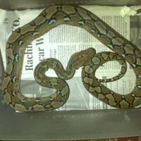 983098309830all-about-reticulated-python-ular-sanca-kembang983098309830