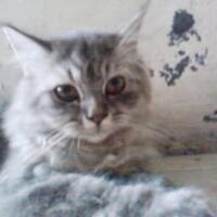 imut-gan-kucing-kucing-fotogenik-dengan-pose-unik