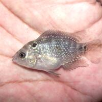 new-all-about-louhan