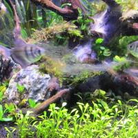aquascape-for-everyone-learning-and-sharing