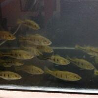 peacock-bass-reloaded-cream---part-1