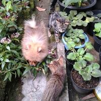 pomeranian-lovers---part-2