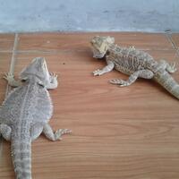 bearded-dragon
