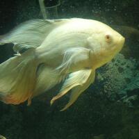 cichlidae-african-american-etc