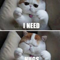 kucing-unik--langka-menurut-ane