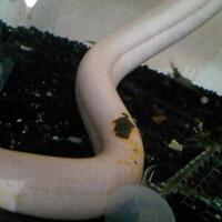 nubie-minta-bantuan-terawangannya-gan