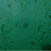 batu-akik-mustika-gemstone-bidang-keilmuan-quotperbatuanquot-dll----part-4