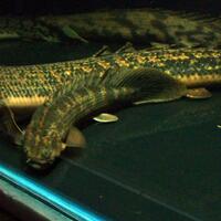 polypterus-aka-palmas-lounge-part-ii-ask-sharing--post-your-bichir-here---part-1