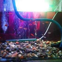 molly--guppy--platty--swordtail--dan-sejenisnya--masuk-ya-gan