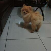 pomeranian-lovers---part-2