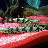 polypterus-aka-palmas-lounge-part-ii-ask-sharing--post-your-bichir-here---part-1