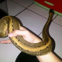 ball-python-python-regius-lovers-masuk-sininew-home---part-1