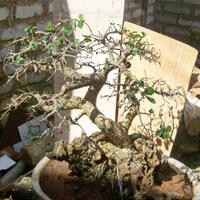 all-about-bonsai