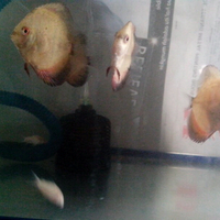 discus-lovers--regenerated----part-3