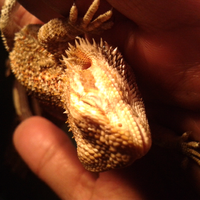 bearded-dragon
