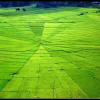 perbedaan-nasi-jepang-dan-nasi-kita