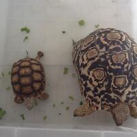 93787769378776937-all-about-tortoise-93787769378776937---part-3