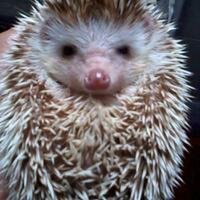 musang-lover-join-ya---part-2