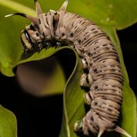 nongkrong-bareng-macro-micro-photography