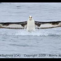 albatros-burung-laut-besar