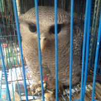 thread-khusus-burung-hantu-owl-kaskus---part-4