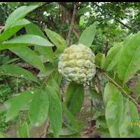 buah2-ini-mungkin-telah-punah-padahal-semasa-kecil-buah2-ini-selalu-jadi-teman