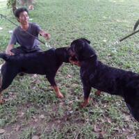 dog-lover-medan