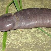 hewan-aneh-berbentuk-penis