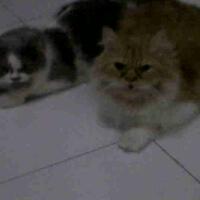 apa-yang-kalian-kangenin-kalo-lagi-homesick-share-gan