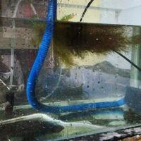 molly--guppy--platty--swordtail--dan-sejenisnya--masuk-ya-gan